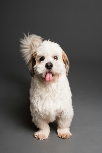 Dog grooming, Dog health,